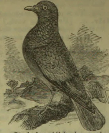 An engraved bird perches on a branch.