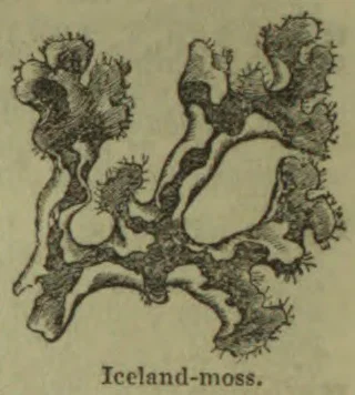 An illustration of a branching Iceland-moss lichen.