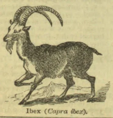 An ibex with large curved horns stands on rocky ground.