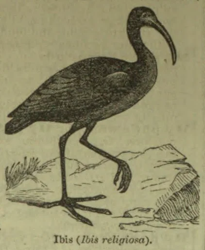 An ibis stands on a rocky ledge, with one leg raised and its long curved bill pointed downward.
