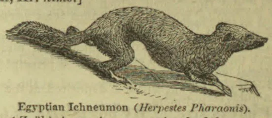 An Egyptian ichneumon is shown running with its long, bushy tail extended behind it.