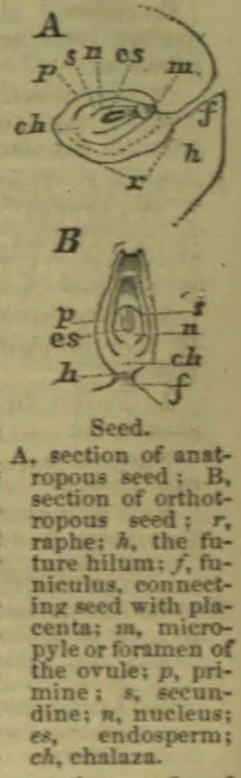 Two botanical diagrams show sections of anatropous and orthotropous seeds with their parts labeled.