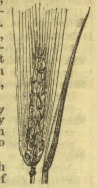 An engraved botanical illustration of a bearded grain head with a long stalk and narrow leaves.