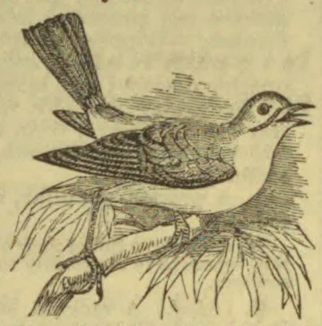 An engraved bird with a long, pointed beak perches on a leafy branch.