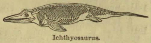 A drawing of an ichthyosaurus, a long-bodied marine reptile with a pointed snout and flippers.