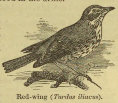 An illustrated red-wing bird perched on a branch.