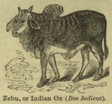 An engraved illustration of a zebu, or Indian ox, standing in grass.