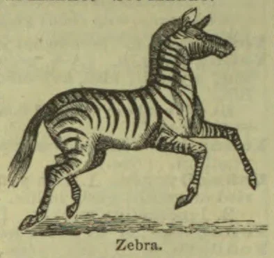 An illustration of a zebra in motion, with its legs raised as if running.