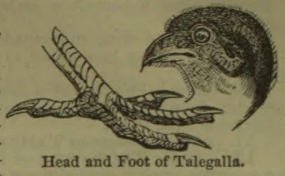 The illustration shows the head and foot of a Talegalla bird.