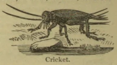 An engraved illustration of a cricket standing on the ground.
