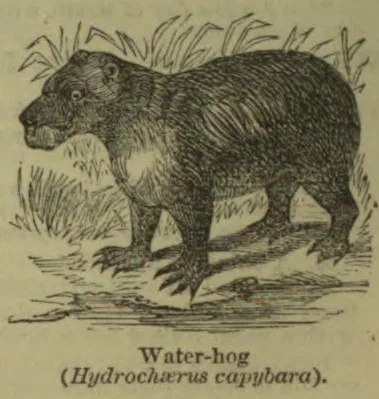 An engraved water-hog stands among grasses on the ground.