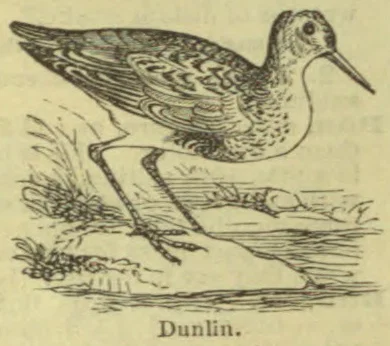 An illustration of a dunlin standing among grasses on a shoreline.