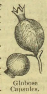A botanical illustration of two globose capsules, one shown attached to a stem.
