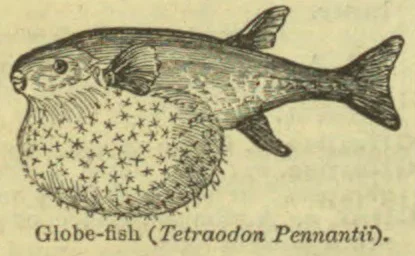 An illustration of a globe-fish, shown with its body inflated and covered in spines.