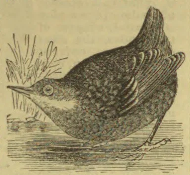 A bird stands in shallow water beside reeds, with its beak pointed toward the plants.