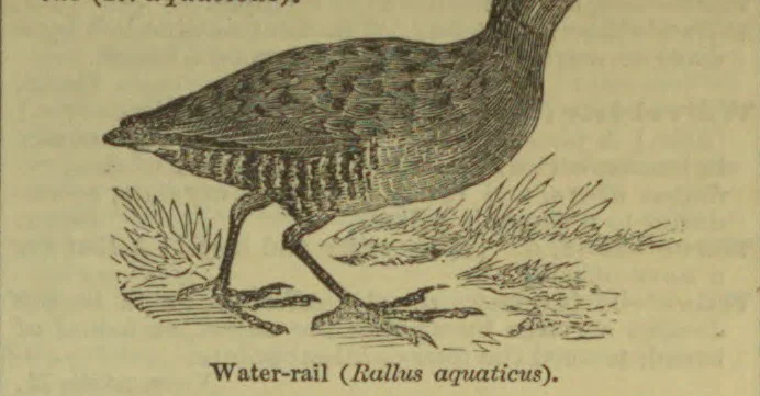 An engraved illustration of a water-rail standing among grass and reeds.