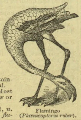 An illustration of a flamingo standing with its long neck curved downward.