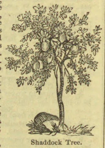 An engraved illustration of a fruit-bearing shaddock tree, with a small figure or object at its base.