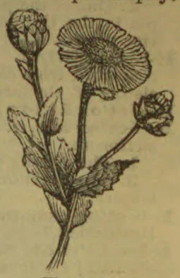 A botanical engraving of a flowering plant with one open, many-rayed flower head, two buds, and toothed leaves.