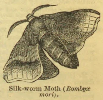 An engraved illustration of a silk-worm moth with its wings spread.