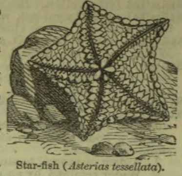 An illustration of a starfish with a textured, net-like surface, shown against a rocky seabed.
