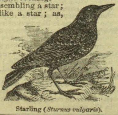 An engraved starling stands on the ground among grasses.
