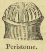 A ribbed, dome-topped structure with a narrow neck and flared base.