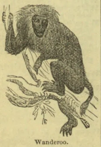 An illustration of a shaggy monkey perched on a tree branch.