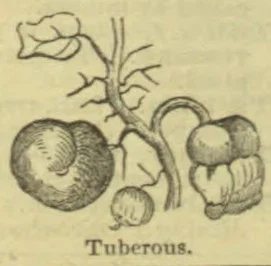 A botanical illustration showing a plant with tuberous roots.