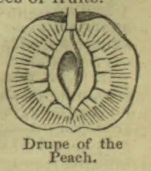 A cross-section of a peach showing its flesh and central stone.