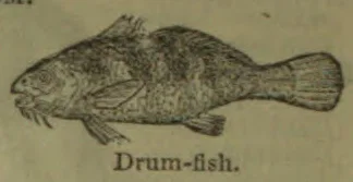 A drawing of a fish with a rounded body and broad tail.