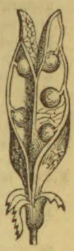 An engraved botanical illustration of two elongated seed pods, one opened to show the seeds, attached to a short stem.