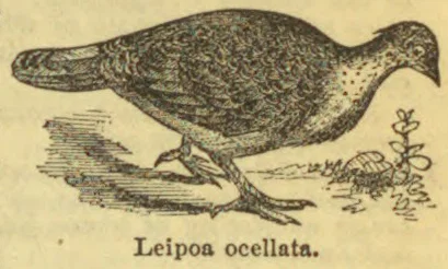 An illustration of a bird standing on the ground beside a small plant.