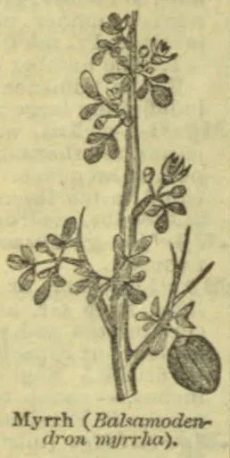 A botanical illustration of a myrrh plant sprig with branching stems, leaves, and fruit.