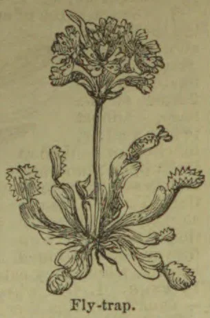 A botanical illustration of a fly-trap plant with a flowering stem and several leafy traps.