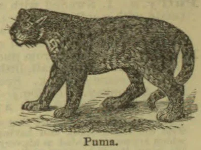 An engraved illustration of a puma walking.
