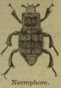 An engraved illustration of a beetle viewed from above.