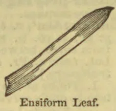A long, narrow, sword-shaped leaf is shown diagonally.