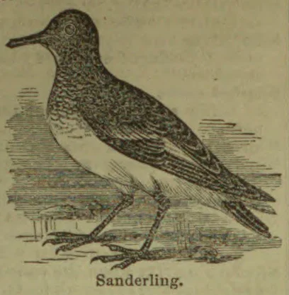 An engraved illustration of a sanderling standing on the ground.