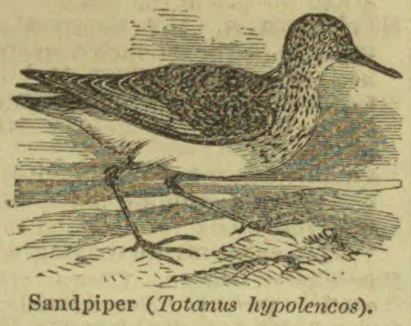 An engraved sandpiper stands on a branch, facing right.