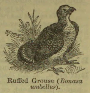 An illustration of a ruffed grouse standing among grasses and plants.