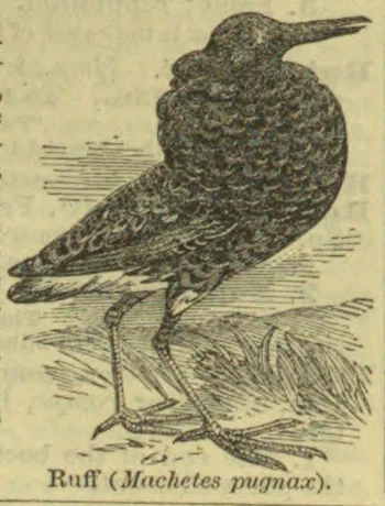 An engraved bird with mottled plumage stands on a branch.