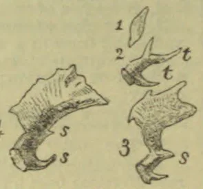 Three numbered sketches depict anatomical structures with parts marked by the letters t and s.