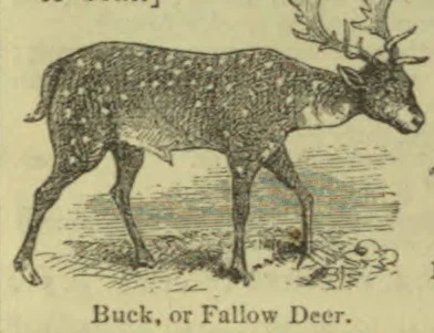 An engraved illustration of a buck, or fallow deer, standing in a field.