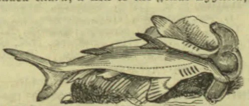 A fish is shown in profile, with its forked tail to the left and head to the right.