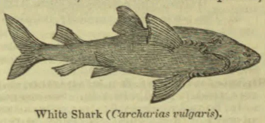 An engraved illustration of a white shark viewed from the side.