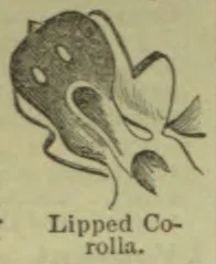 A botanical diagram of a lipped corolla, with an irregular flower shape and a long, curved tube.