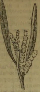A botanical illustration of a slender flowering plant with long, narrow leaves and small clustered blossoms.