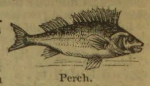 An engraved illustration of a perch fish.