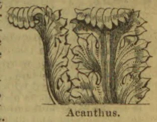 The illustration shows two botanical drawings of acanthus plants with broad, lobed leaves and clustered flower spikes.